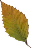VT Foliage Leaf  - American Beech