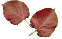 VT foliage leaf - Basswood