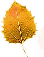 VT foliage leaf - Large Toothed Aspen