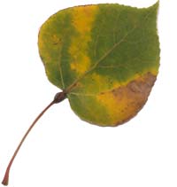 VT foliage leaf - Quaking Aspen
