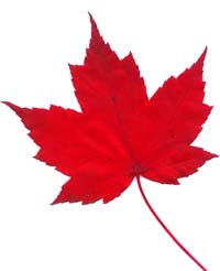 VT foliage leaf - Red Maple