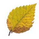 VT foliage leaf - Speckled Alder