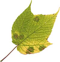 VT foliage leaf - Striped Maple