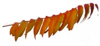 VT foliage leaf - Sumac