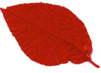 VT foliage leaf - tupelo